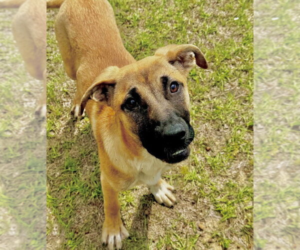 Medium Photo #18 Black Mouth Cur-German Shepherd Dog Mix Puppy For Sale in Brewster, NY, USA