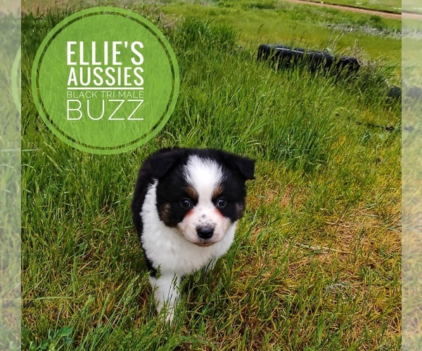 Medium Photo #5 Miniature Australian Shepherd Puppy For Sale in KETTLE FALLS, WA, USA