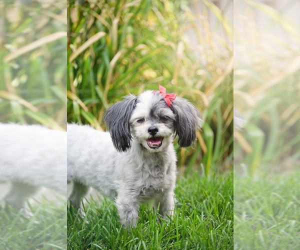Medium Photo #7 Shih Tzu-Unknown Mix Puppy For Sale in Sandy, UT, USA
