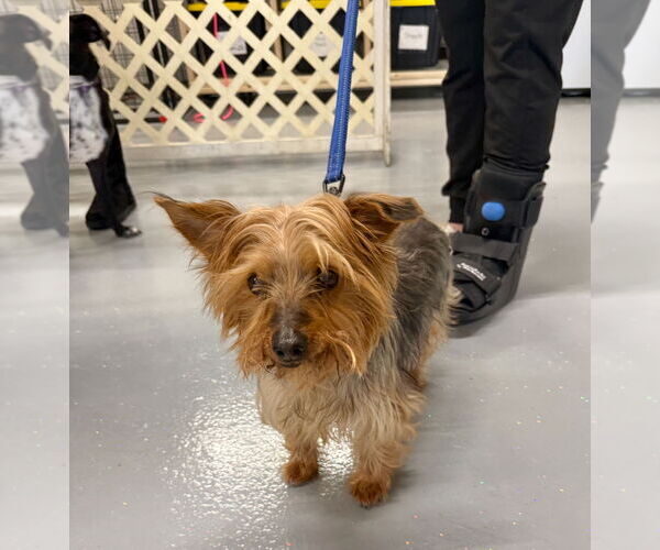 Medium Photo #1 Mutt Puppy For Sale in GILBERTS, IL, USA
