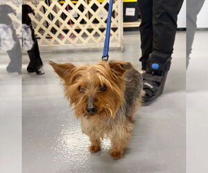 Mutt Dogs for adoption in GILBERTS, IL, USA