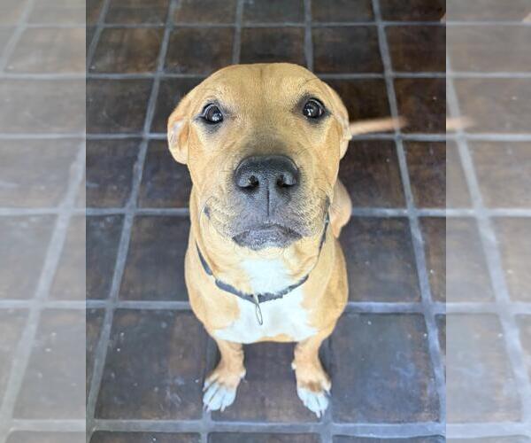 Medium Photo #2 Mutt Puppy For Sale in Las Vegas, NV, USA