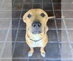 Small #1 Mutt