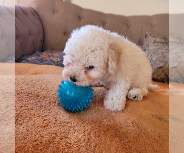 Medium Photo #3 Maltipoo Puppy For Sale in LAKESIDE, CA, USA