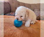 Small #2 Maltipoo