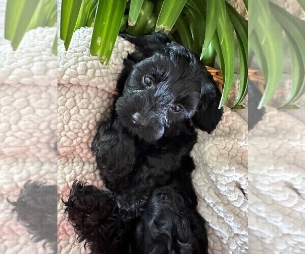 Medium Photo #3 Cavapoo Puppy For Sale in GOLDEN, CO, USA