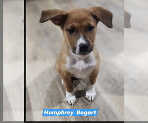 Labrador Retriever-Unknown Mix Dogs for adoption in Marine City, MI, USA