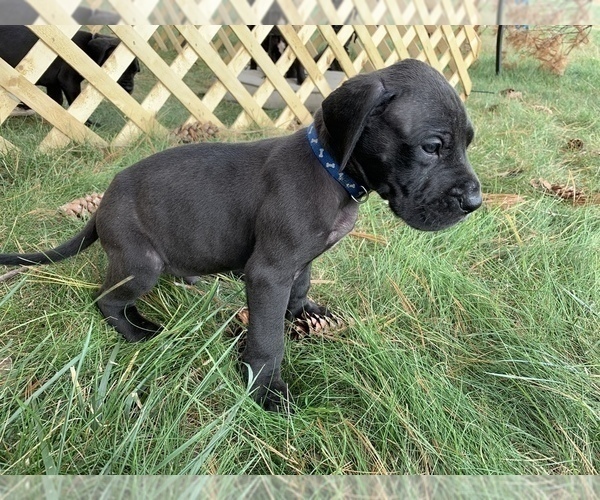 Medium Photo #3 Great Dane Puppy For Sale in GARRETT, IN, USA