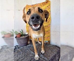 Bianca - Female Black Mouth Cur-Boxer Mix Dog for Adoption - Photo #4