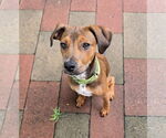 Small #2 Dachshund-Labrador Retriever Mix