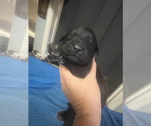 Medium Photo #1 Great Pyrenees-Newfoundland Mix Puppy For Sale in COOK, WA, USA