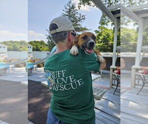 Boxer Dogs for adoption in Thomasville, NC, USA