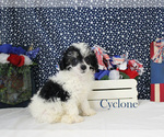 Cyclone - Male Poodle (Toy) Puppy for Sale - Photo #2