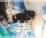 Small Photo #11 Pomsky Puppy For Sale in CENTRALIA, MO, USA