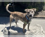 Small #1 American Pit Bull Terrier