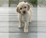 Small Photo #7 Goldendoodle Puppy For Sale in FREDONIA, KY, USA