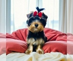 Puppy Puppy 3 Yorkshire Terrier