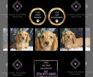 Dachshund Puppy for sale in WARSAW, IN, USA