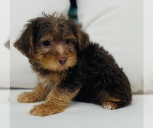 YorkiePoo Puppy for sale in CINCINNATI, OH, USA