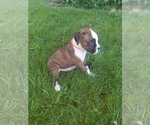 Small Photo #10 Boxer Puppy For Sale in METROPOLIS, IL, USA