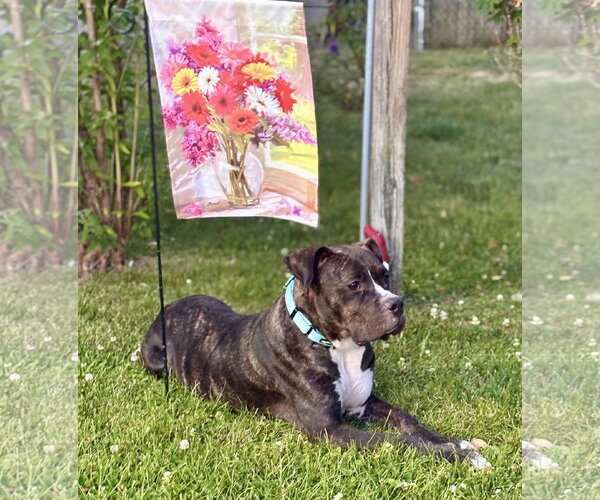 Medium Photo #9 Mutt Puppy For Sale in Mount Laurel, NJ, USA