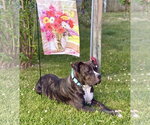 Small #8 Mutt