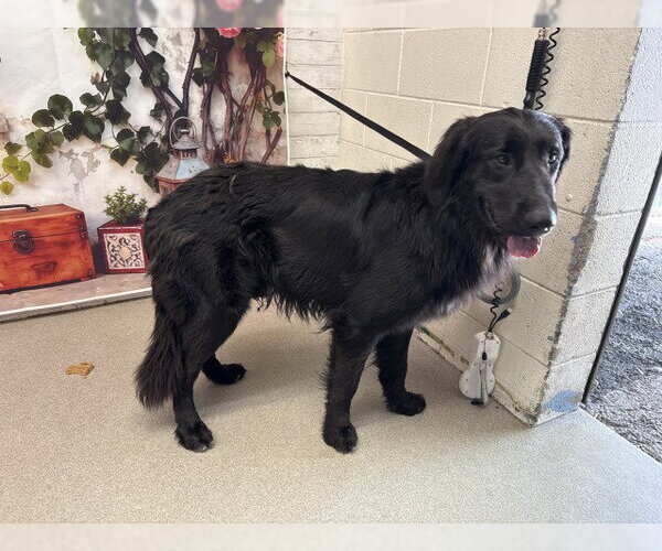 Medium Photo #1 Mutt Puppy For Sale in San Bernardino, CA, USA