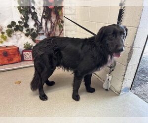 Mutt Dogs for adoption in San Bernardino, CA, USA