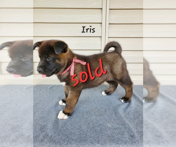 Medium Photo #5 Akita Puppy For Sale in FRESNO, OH, USA