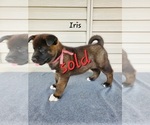 Small #4 Akita