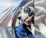 Small #7 Australian Shepherd Mix