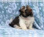 Small Photo #7 Zuchon Puppy For Sale in LAKELAND, FL, USA