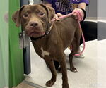 Small #1 Chocolate Labrador retriever-Retriever  Mix