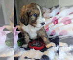 Small Photo #17 Double Doodle Puppy For Sale in FAIRFIELD, CA, USA