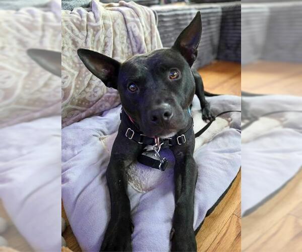 Medium Photo #1 Mutt Puppy For Sale in Waterford, VA, USA