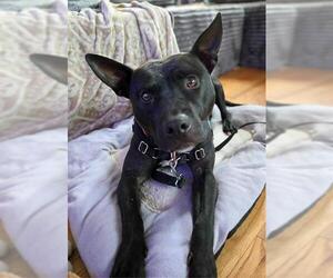 Mutt Dogs for adoption in Waterford, VA, USA