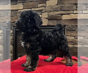 Bernedoodle (Miniature) Puppy for sale in NOBLESVILLE, IN, USA
