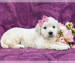 Small Photo #6 Goldendoodle-Poodle (Toy) Mix Puppy For Sale in AIRVILLE, PA, USA
