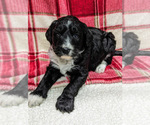 Small Photo #15 Aussiedoodle Puppy For Sale in SPARTA, MO, USA
