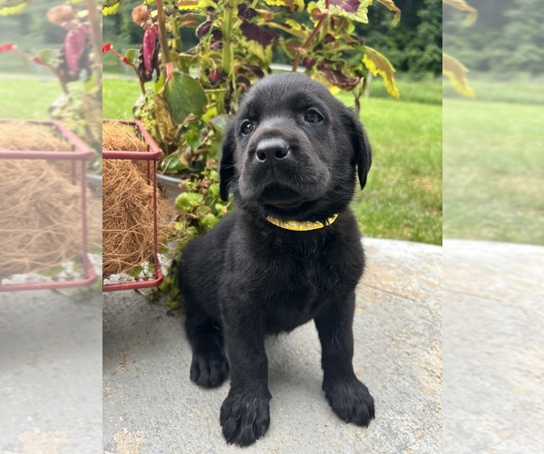 Medium Photo #5 Labrador Retriever Puppy For Sale in NEOLA, WV, USA