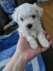 Bichon Frise Puppy for sale in NORTH BRANCH, MN, USA