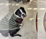 Small #10 Bulldog