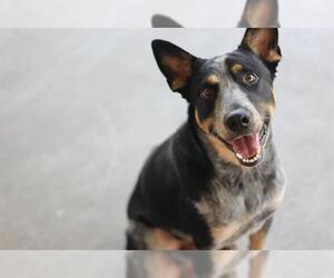 Mutt Dogs for adoption in Grand Prairie, TX, USA