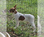 Small #11 Rat Terrier Mix