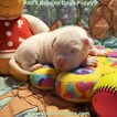 Small Photo #151 Dogo Argentino Puppy For Sale in JANE, MO, USA