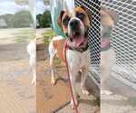 Small #5 Boxer
