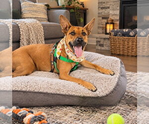 Charlie *BALL IS LIFE*TRANSPORTATION AVAILABLE* - Female Mutt Dog for Adoption - Photo #10