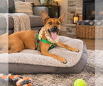 Small Photo #10 Mutt Puppy For Sale in Clarkston, MI, USA