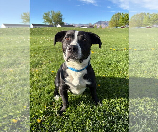 Medium Photo #5 Mutt Puppy For Sale in Sandy, UT, USA