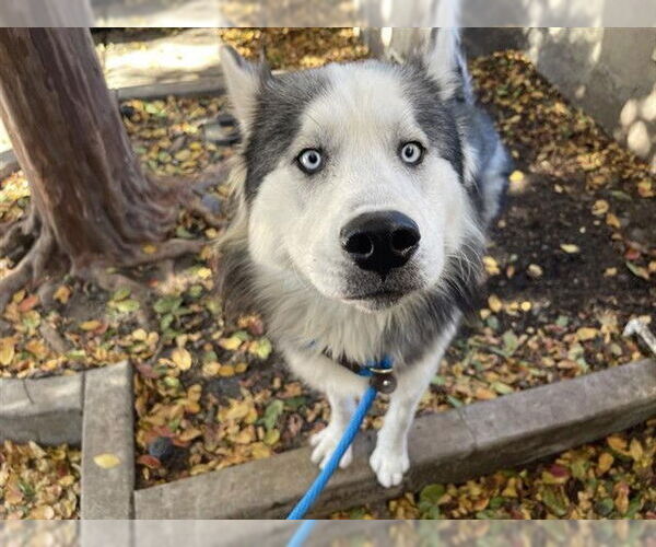 Medium Photo #2 Siberian Husky Puppy For Sale in Pasadena, CA, USA